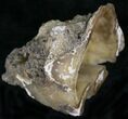 Agatized Fossil Coral Geode - Florida #22414-3